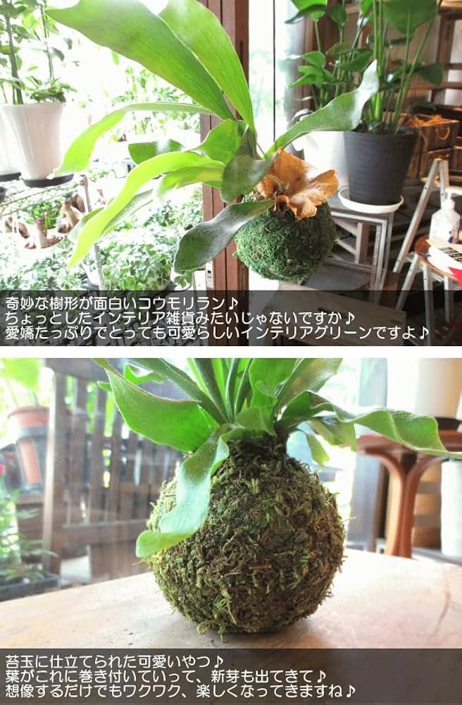 Amazon｜コウモリラン ビカクシダ 苔玉仕立て ワイヤー吊り玉仕立て